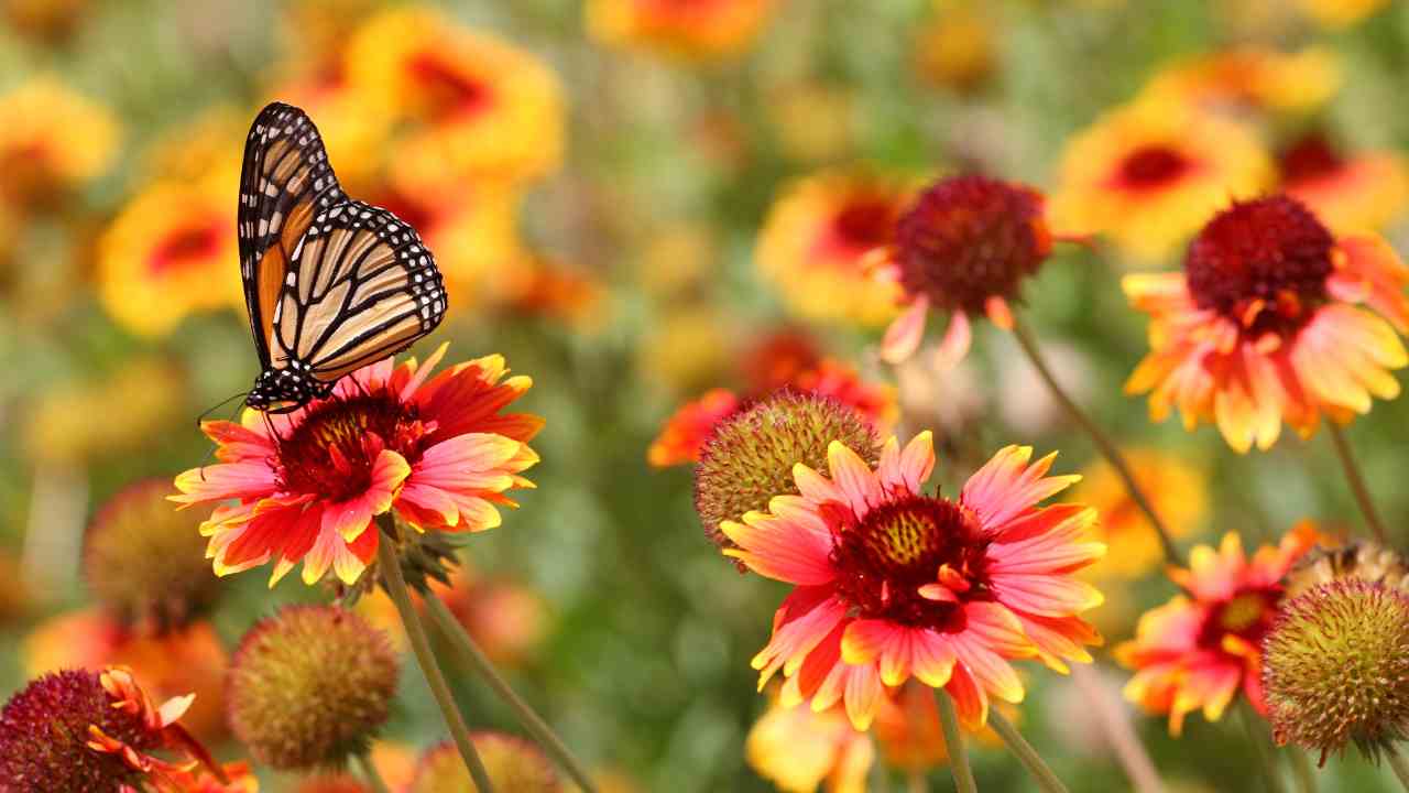 Early Spring Gardening