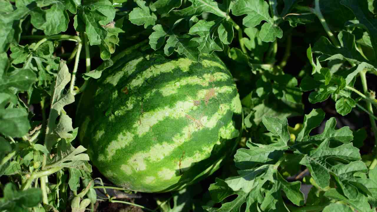 Grow Watermelon Plants