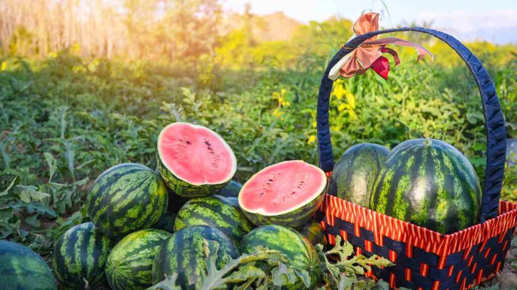 Grow Watermelon Plants