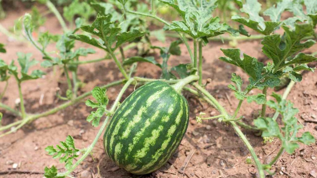 Grow Watermelon Plants