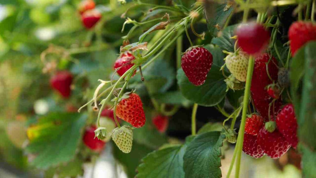 How to Grow Strawberries