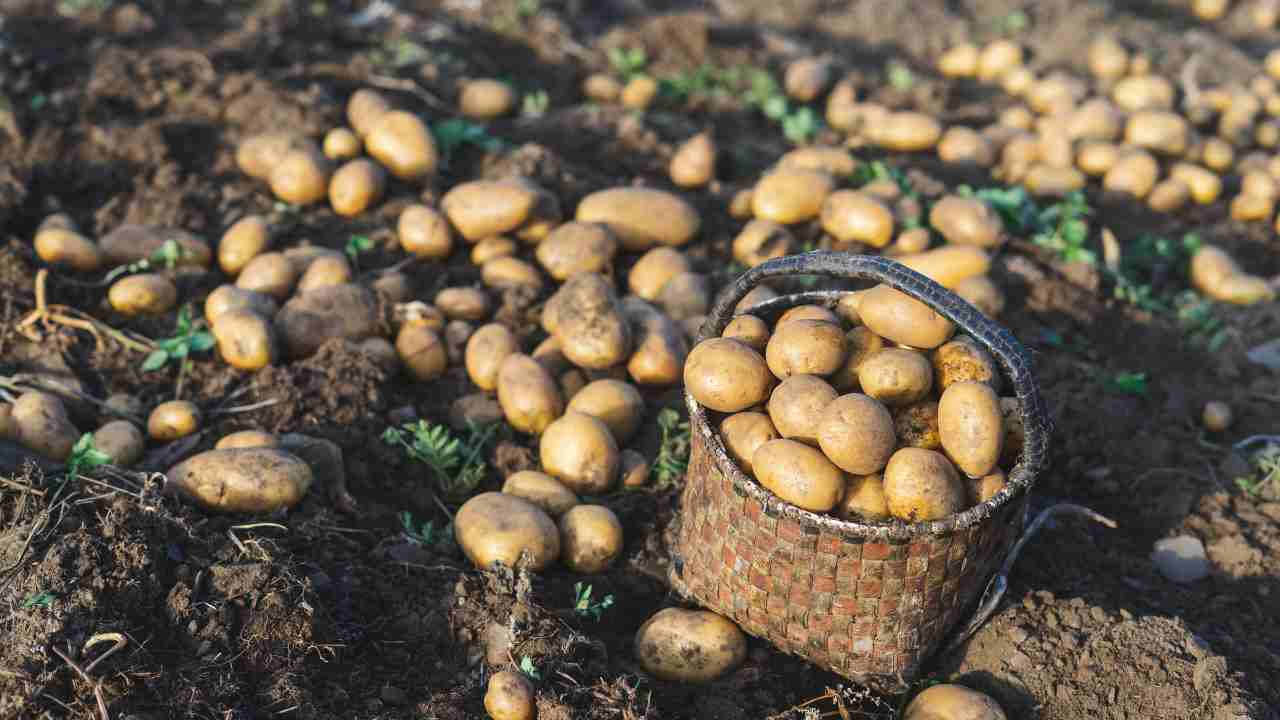 How Many Potatoes from One Plant