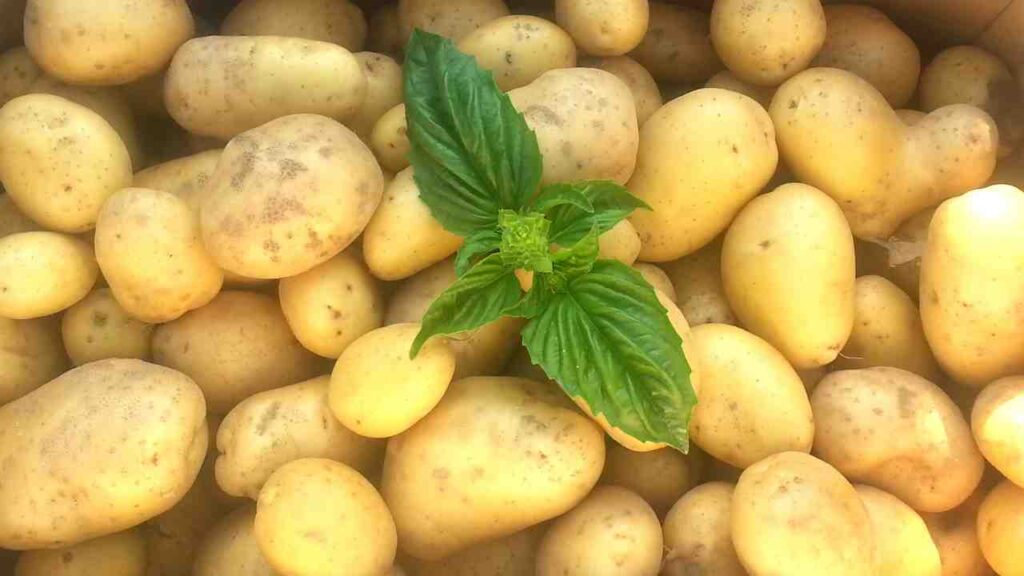 how to grow potatoes in a container