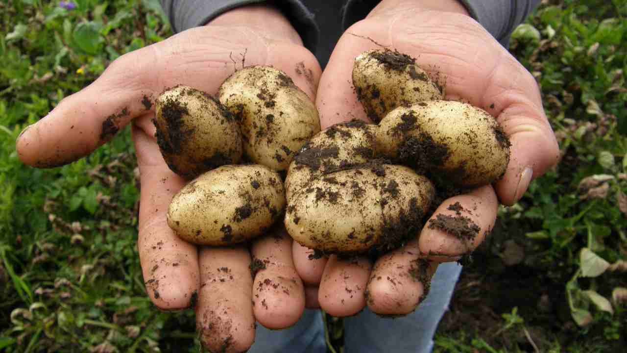 how to grow potatoes in a container