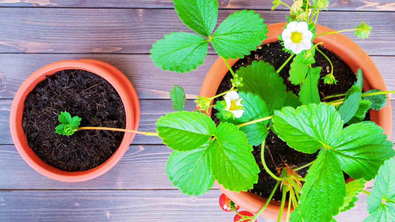 how to grow strawberries container