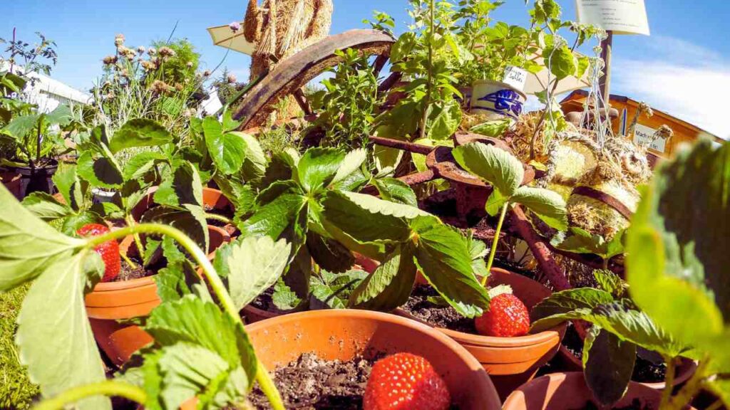 how to grow strawberries container