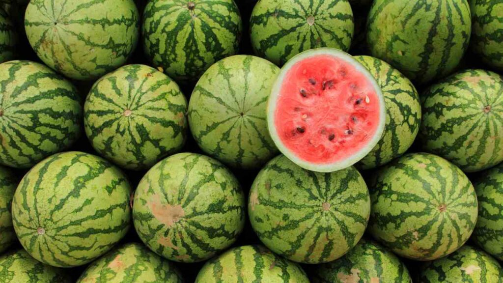 Grow Watermelons in Garden