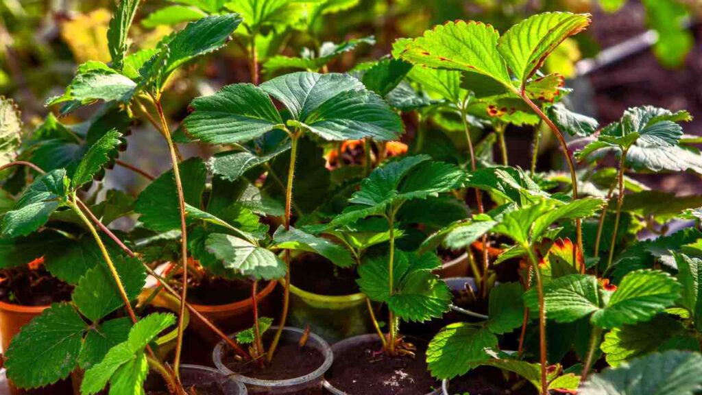 how to grow strawberries container