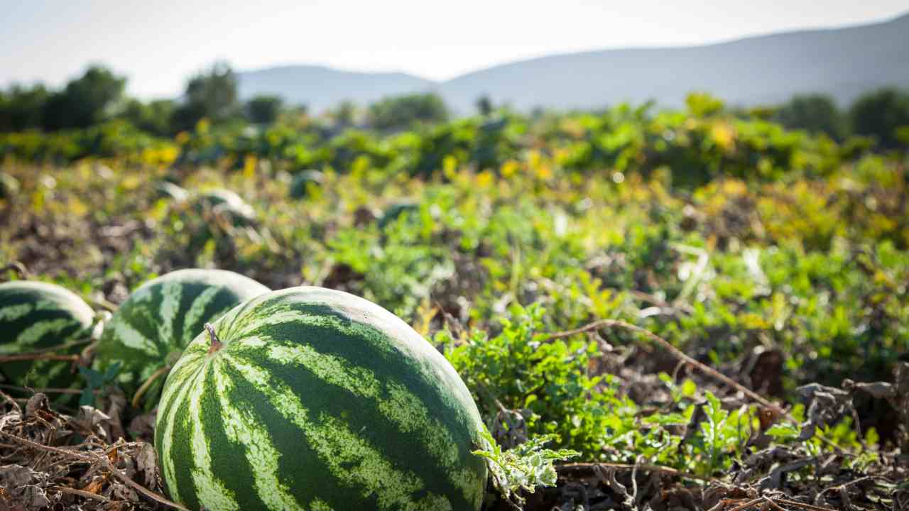 Grow Watermelons in Garden