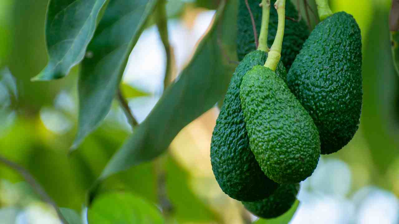 Easy Avocado Growing: How to Plant an Avocado Seed in Water