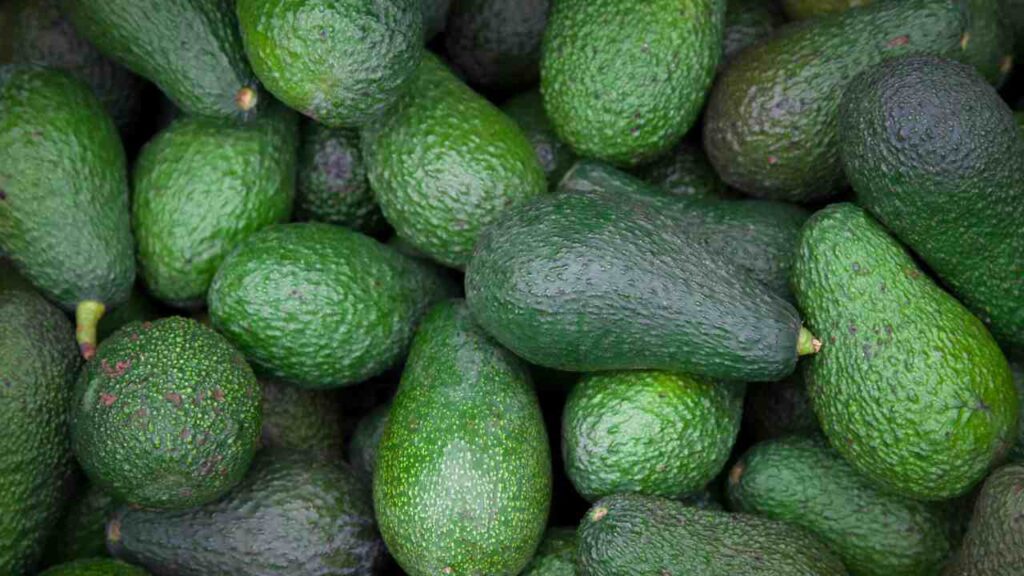 how to grow avocado from seed
