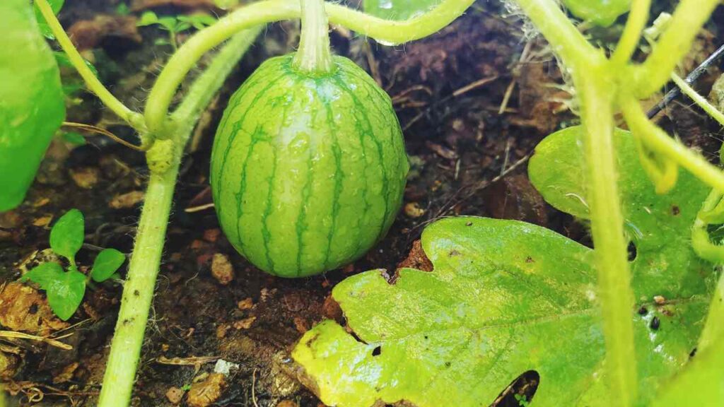 Watermelon Growing Tips