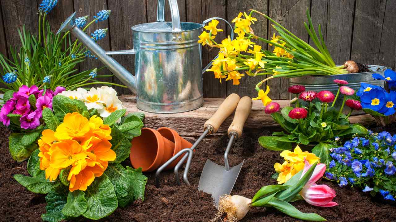 Gardening ideas