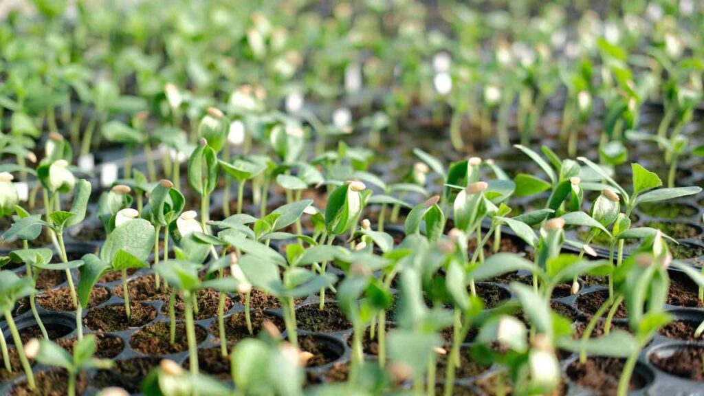 Watermelon Growing Tips