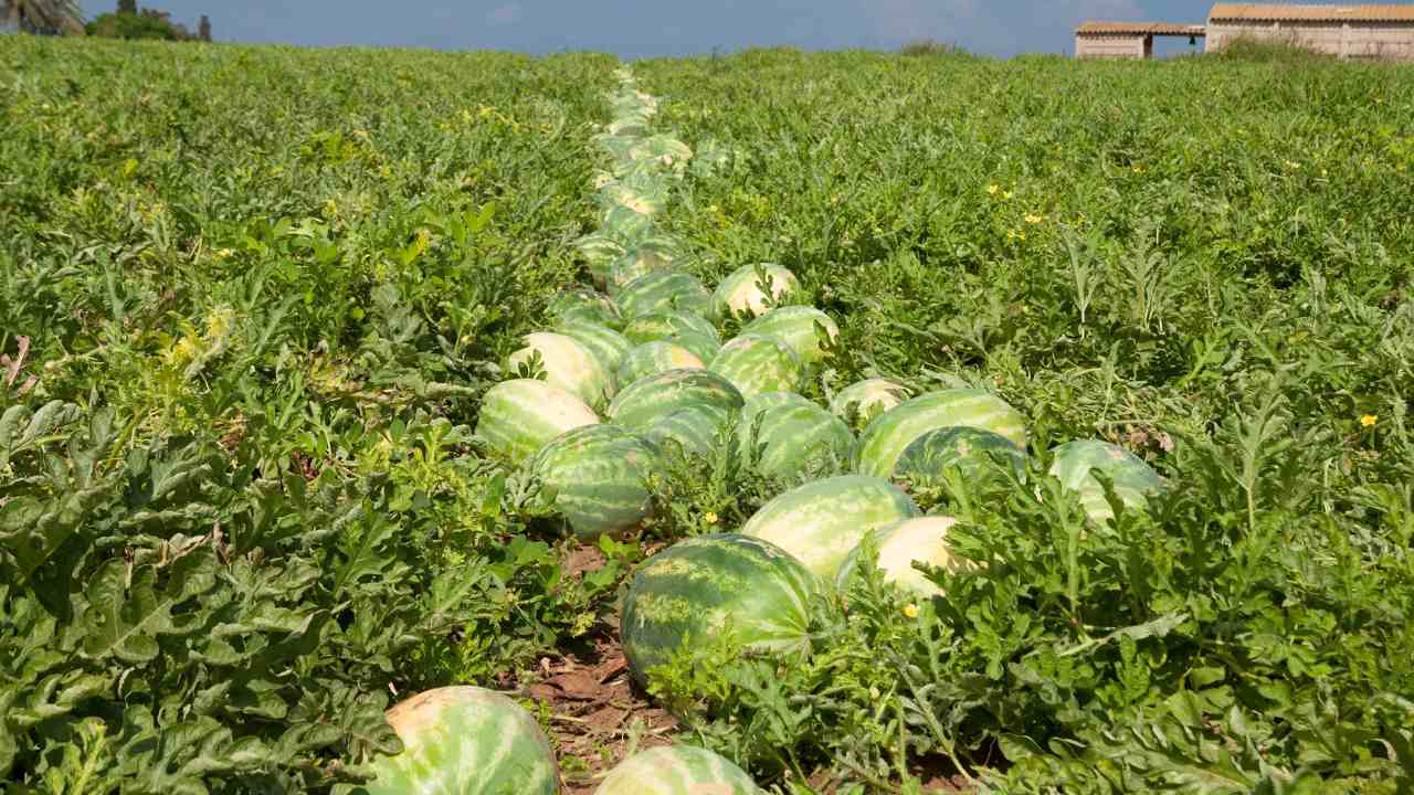 Watermelon Growing Tips