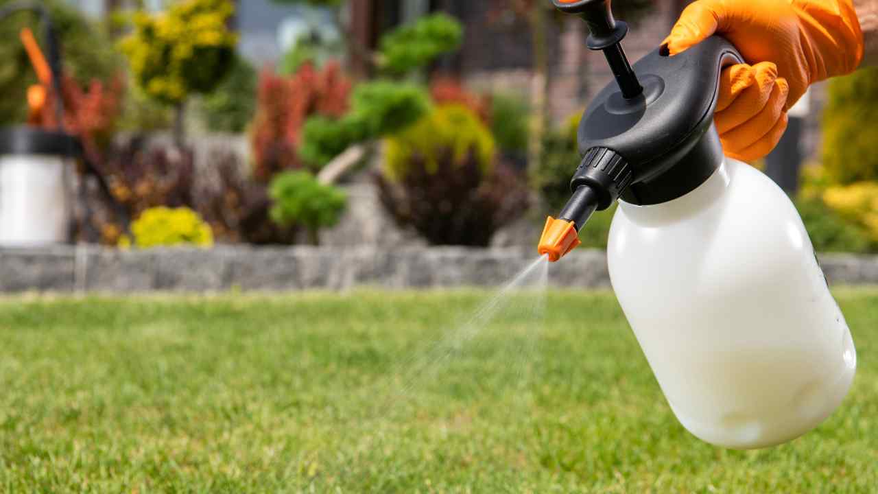 What is the best natural pesticide?