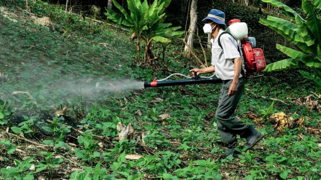 What is the best natural pesticide?