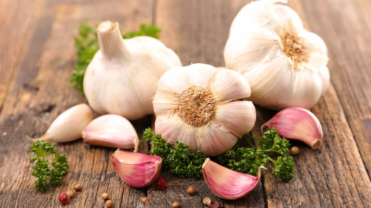 how to grow garlic