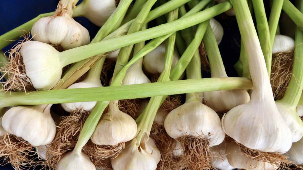 how to grow garlic
