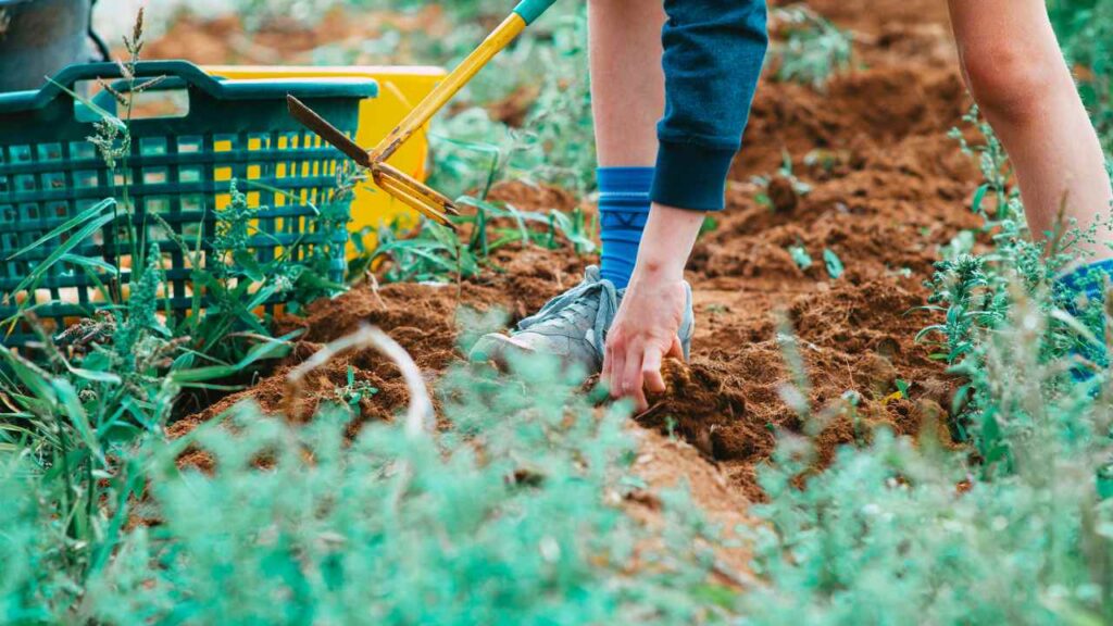 till a garden by hand
