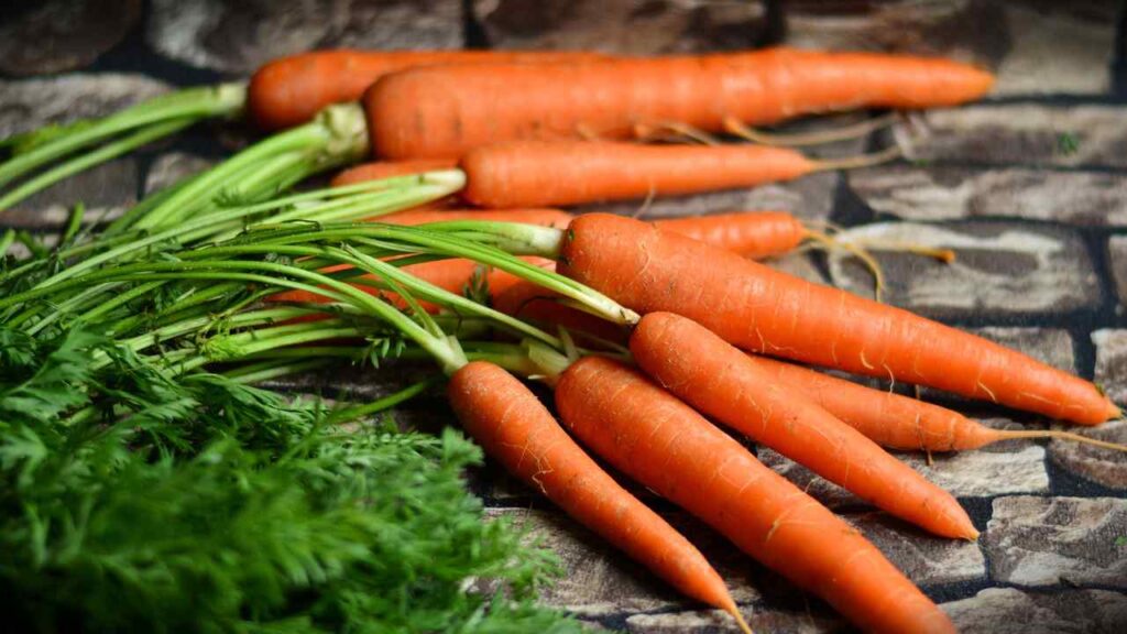 growing carrots
