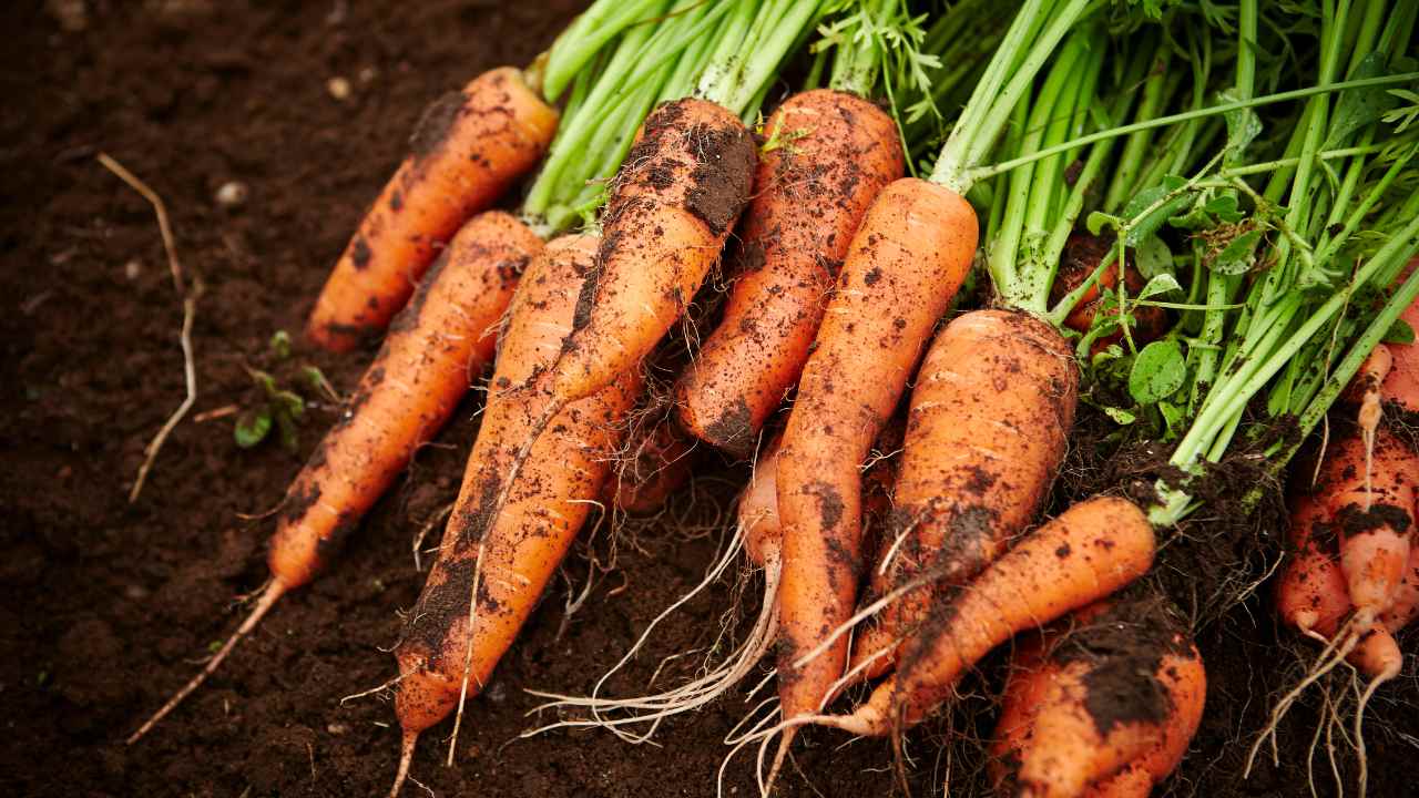 growing carrots