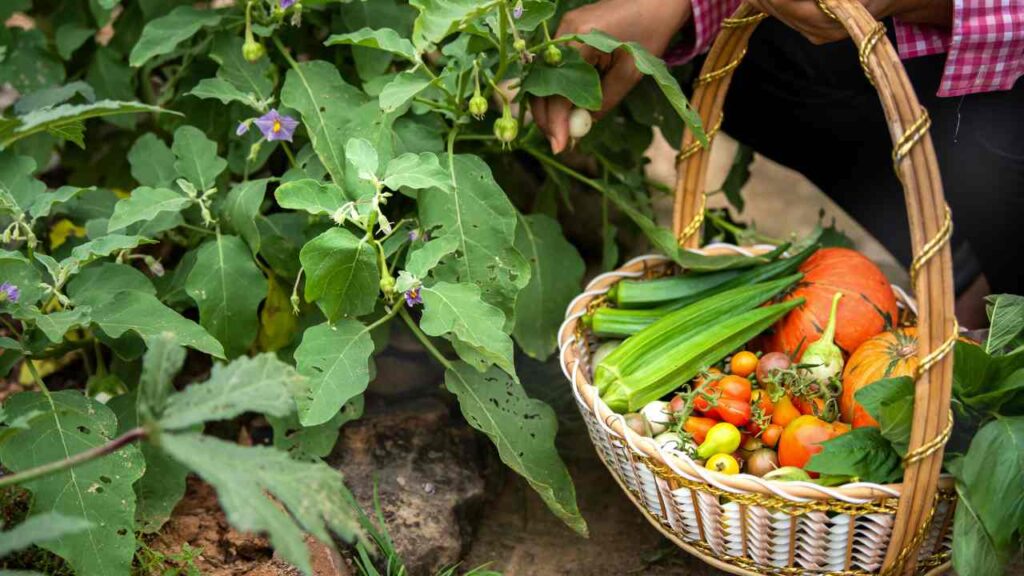 top 10 fastest growing vegetables