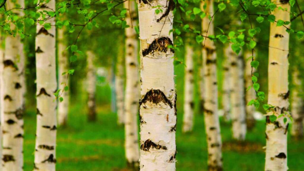 Birch Tree Benefits
