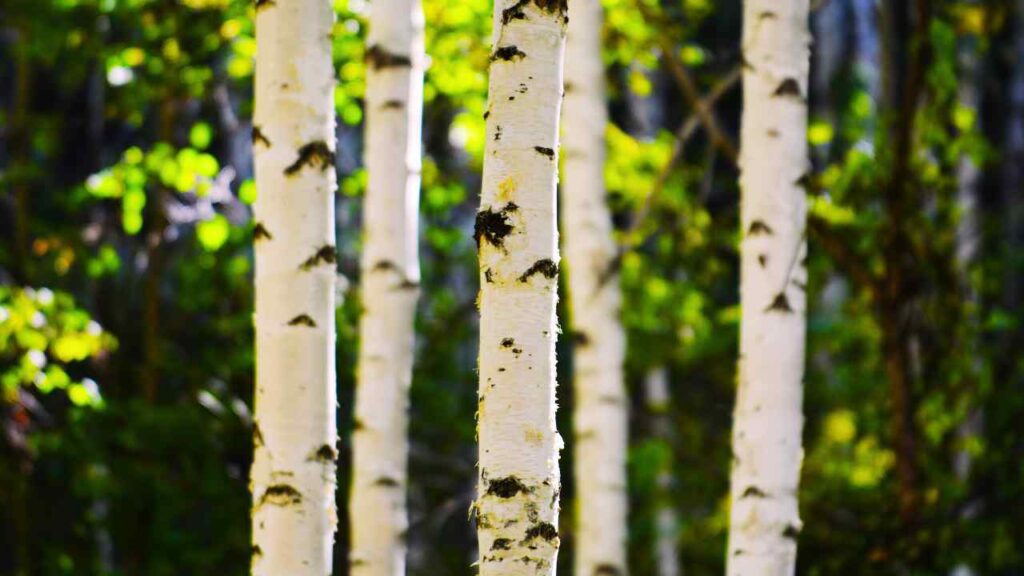 Birch Tree Benefits
