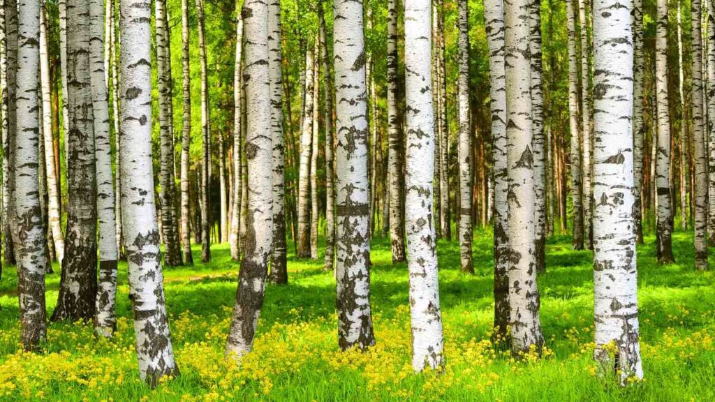 Birch Tree Benefits
