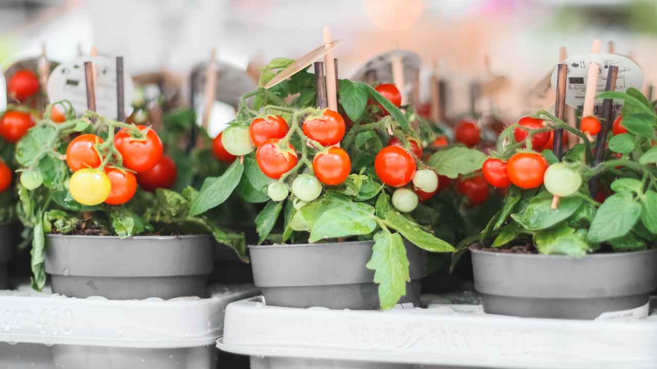 how to grow tomatoes in pots