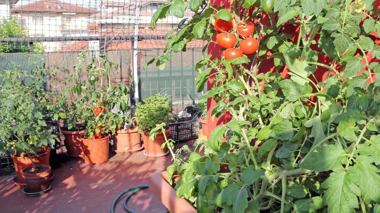 how to grow tomatoes in pots
