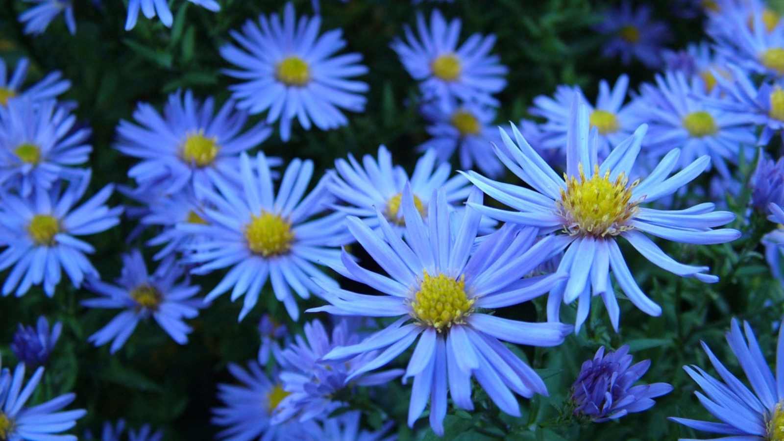 blue flowers