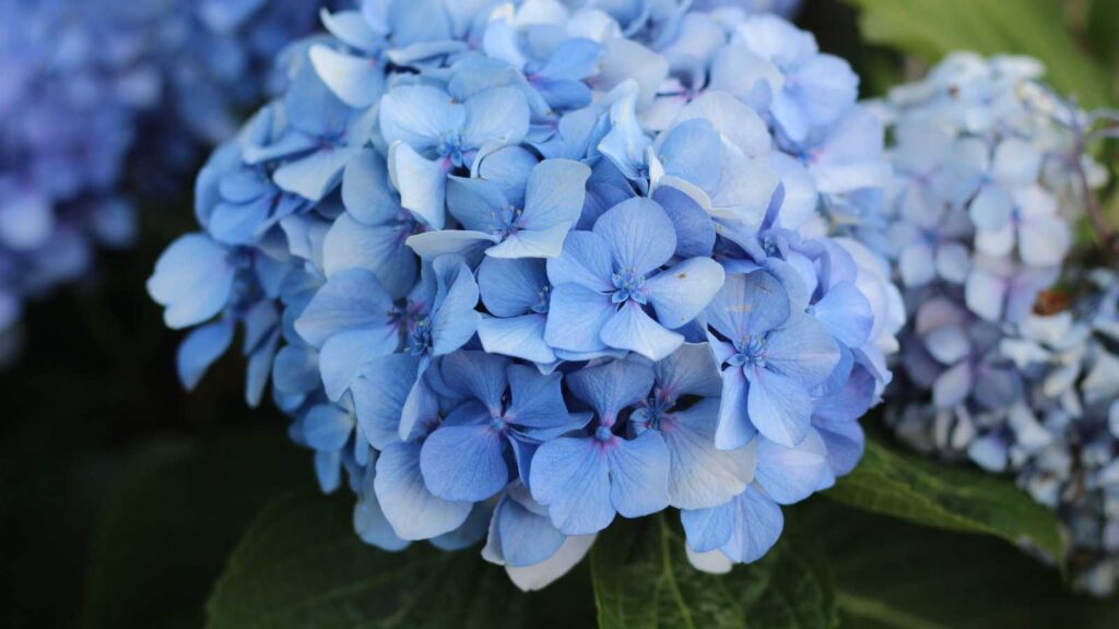 blue flowers
