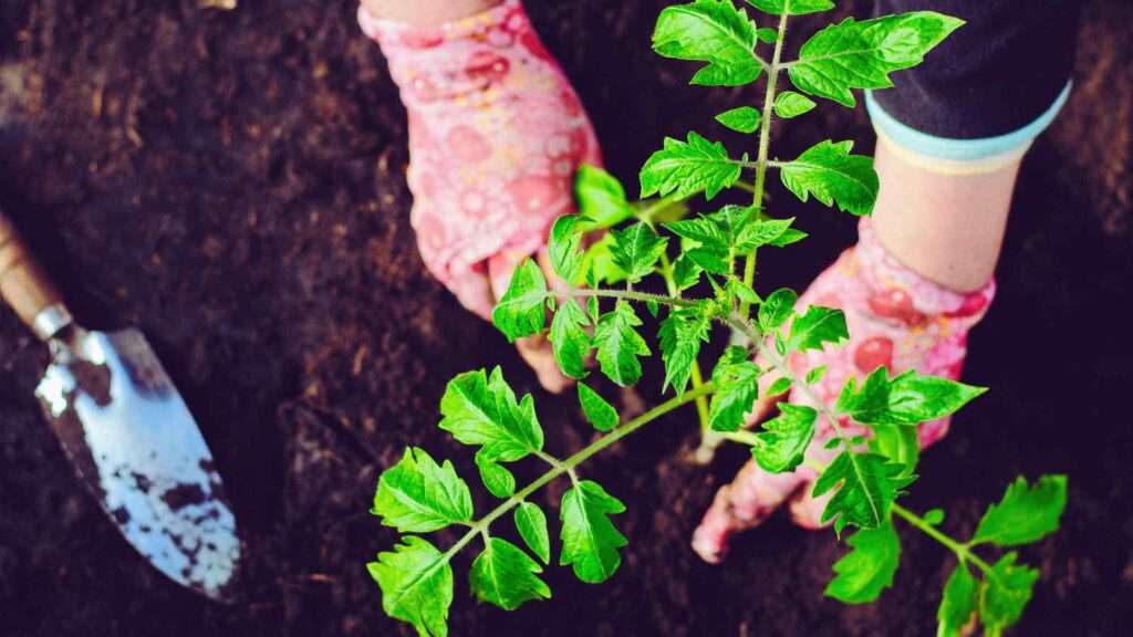 gardening gloves